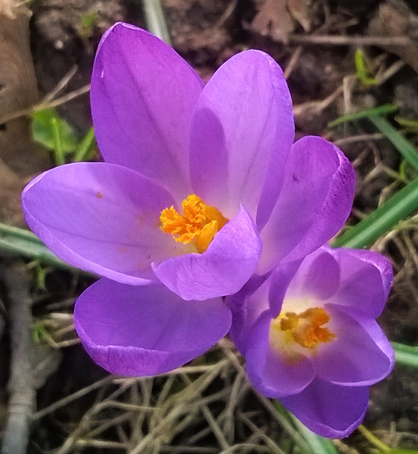 WP_20170310_15_41_44_Pro