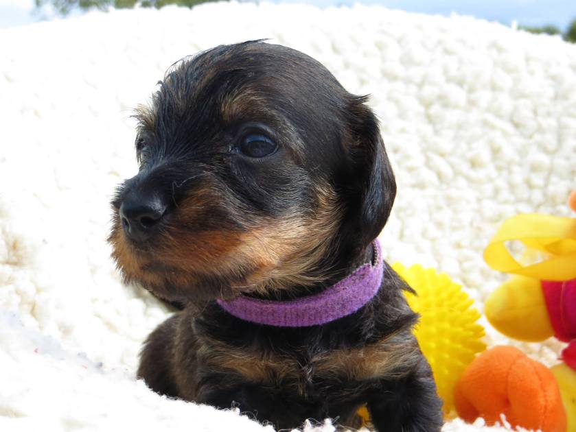 20988548_10154591269261621_6739140846307953330_o